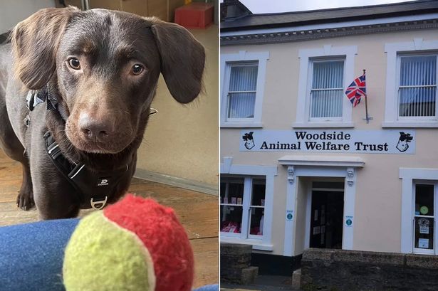 Vets scramble to save two pets hooked on booze left out by dead owner